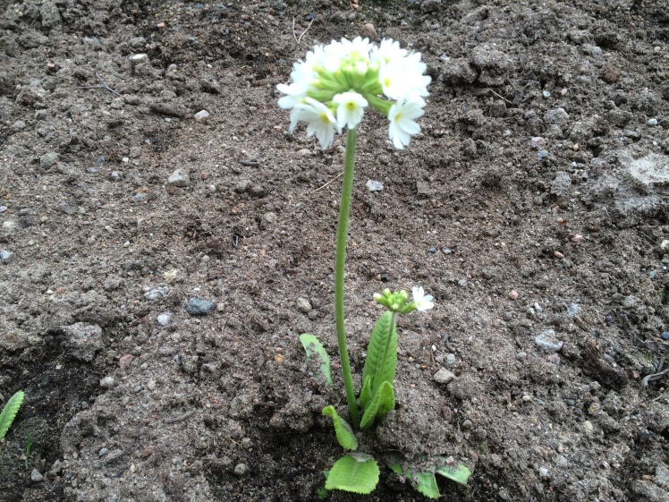 Palloesikko(Primula florindae)